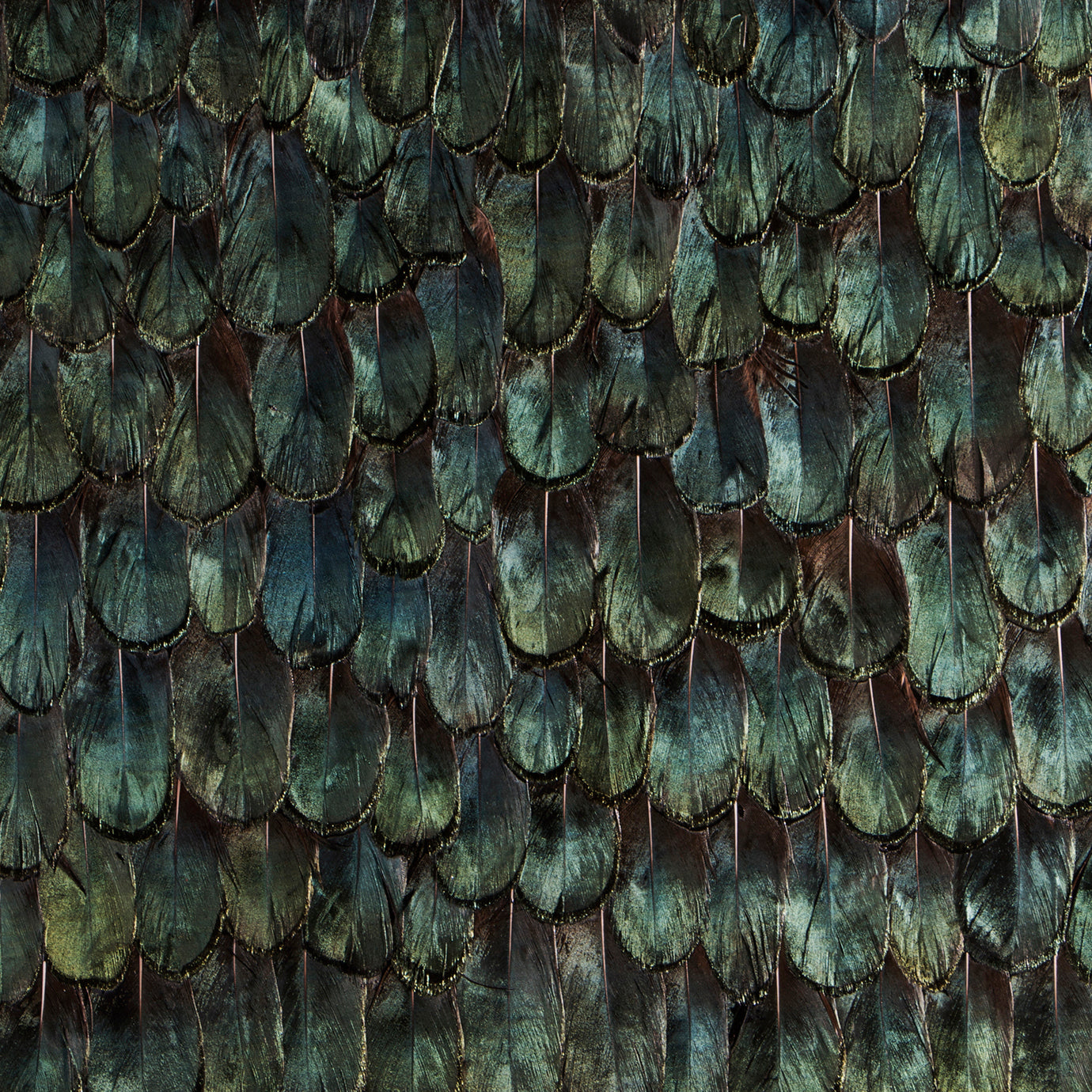 Iridiscent Peacock Feathers