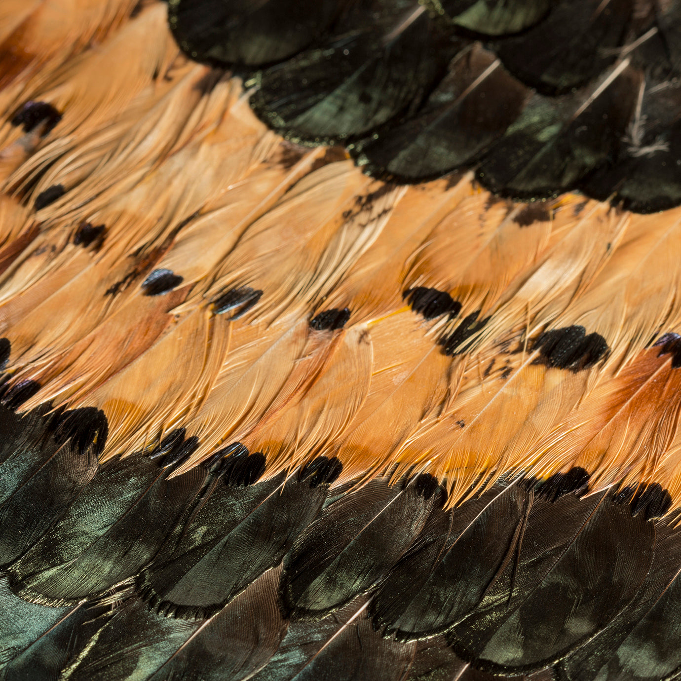 Peacock and Pheasant Caramel Feathers