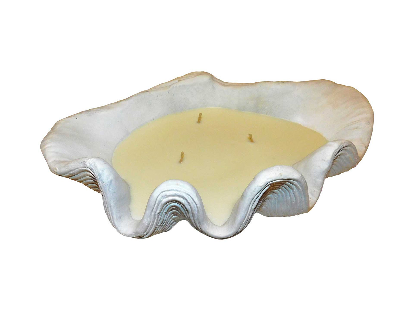 Candle Clam