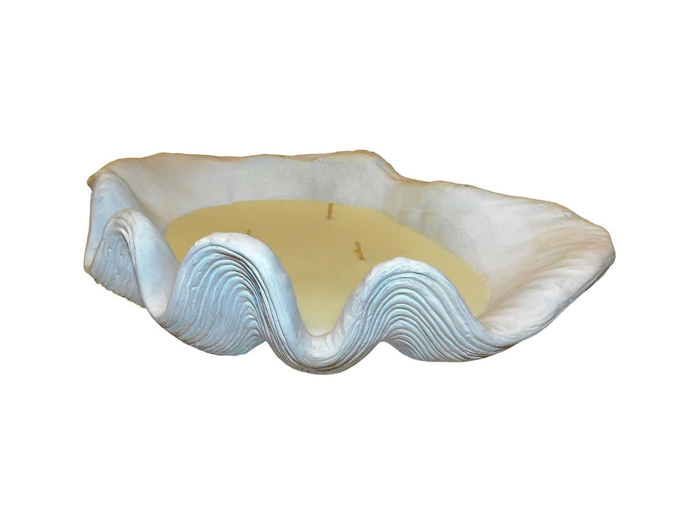 Candle Clam