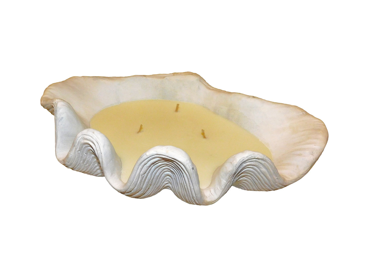 Candle Clam