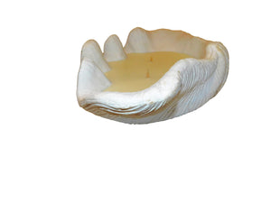 Candle Clam