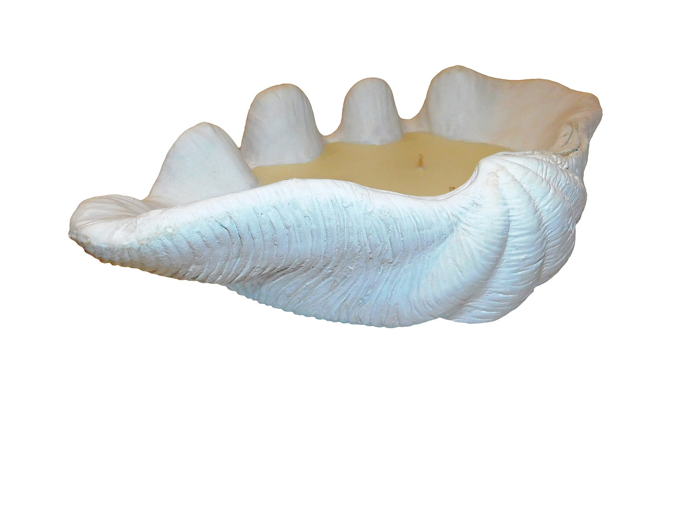 Candle Clam