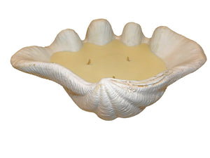 Candle Clam